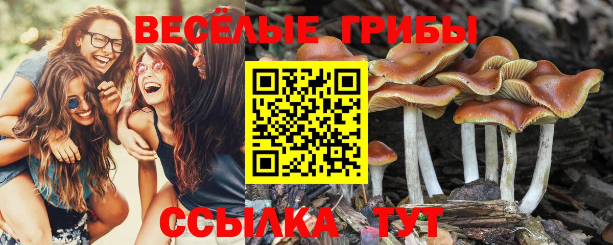 Псилоцибиновые грибы GOLDEN TEACHER  Вход с VPN  Псилоцибиновые грибы MAGIC MUSHROOMS  Топки 